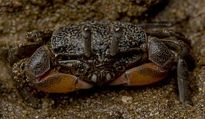 Beskrivelse av bildet Heloecius cordiformis - Semaphore crab - juvenile.jpg.