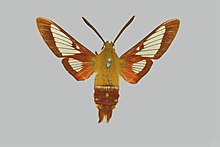 Hemaris gracilis BMNHE274285 male up.jpg