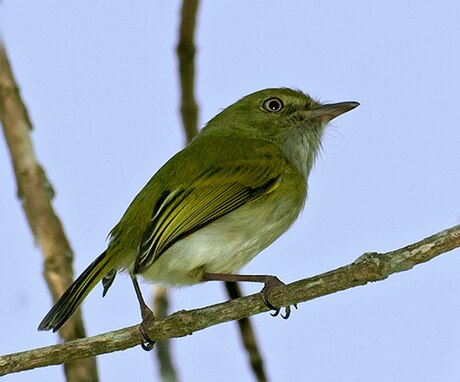 Hemitriccus nidipendulus