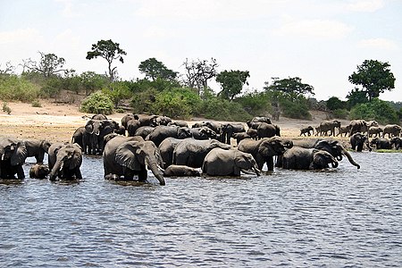 Herd of elefants.jpg