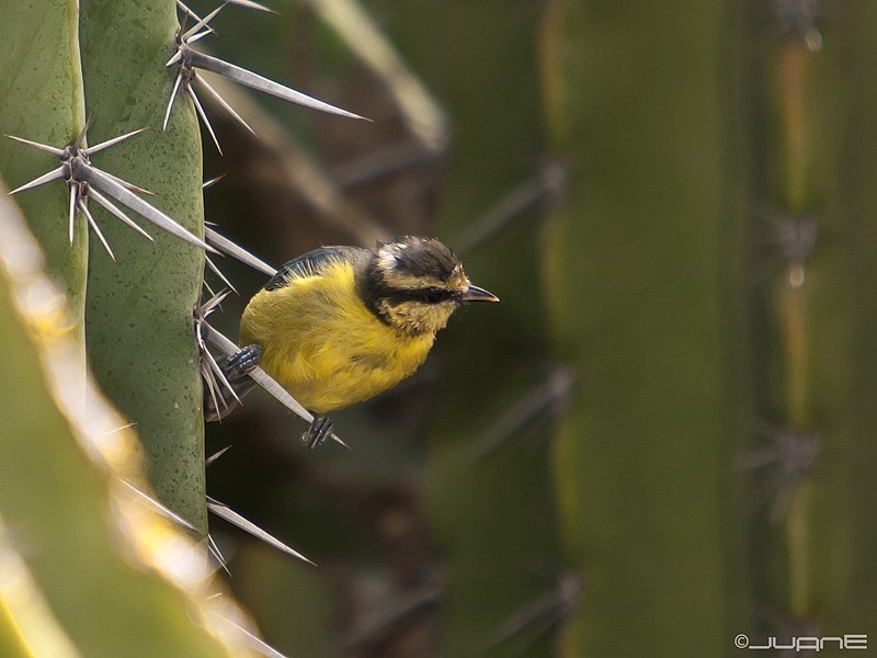 File:Herrerillo común (Parus caruleus teneriffae) (4902546511).jpg