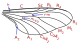 Hesperinidae wing veins.svg