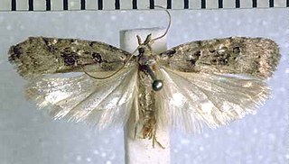 <i>Heterocrossa canescens</i> Species of moth endemic to New Zealand