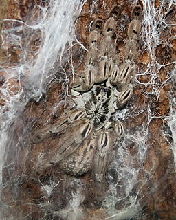 <i>Heteroscodra maculata</i> Species of tarantula