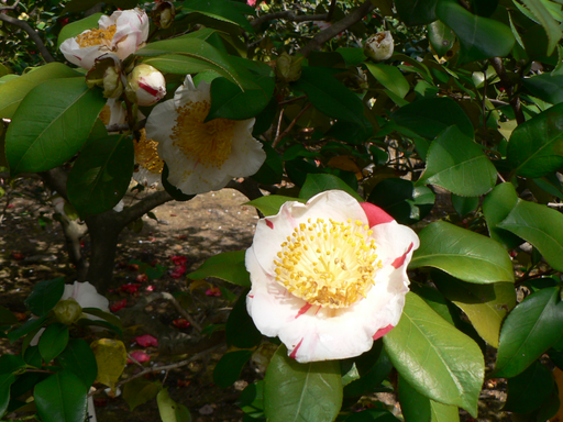 Higo camellia in Kumamoto Castle 201104091511