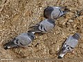 Hill Pigeon (Columba rupestris) (15708987318).jpg
