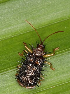 <i>Dicladispa armigera</i> Species of beetle