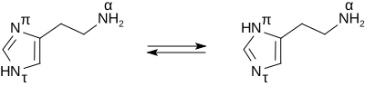 The tele tautomer (N -H-histamine), on the left is more stable than the pros tautomer (N -H-histamine) on the right. Histamine tautomers.svg