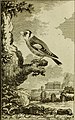 Histoire naturelle des oiseaux (1779) (14562158767).jpg