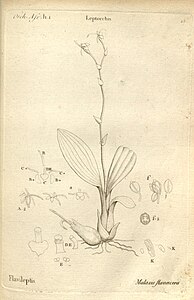 plate 25 Malaxis flavescens Liparis flavescens