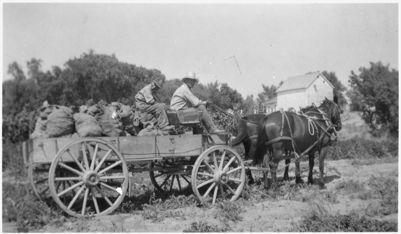 File:Horse drawn wagon loaded with sacks of potatoes - NARA - 285529.tif