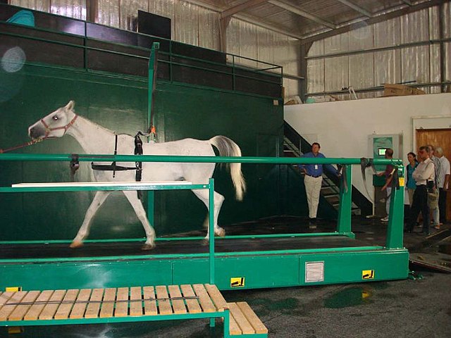 un cheval gris, dans un bâtiment fermé, marchant sur un tapis automatique