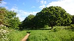 Horsenden Hill (18303315151) .jpg