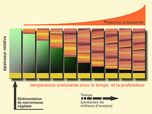 HouillificationProcessus.jpg