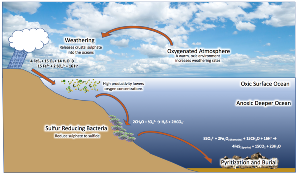 Diagram of mechanisms of euxinia in the Canfield Ocean How oceans become euxinic.png