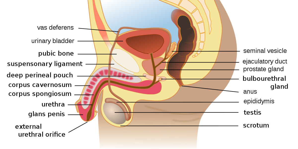 anatomia glandei prostatei
