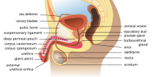 Image of the male reproductive system Human male reproductive system en.svg