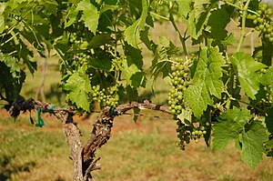 Hybrid Seyval blanc grapes pre-veraison.jpg