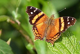 Hypanartia bella