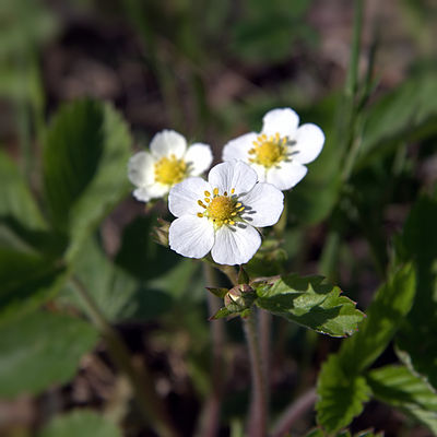 IMG 6128-Fragaria vesca.jpg