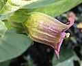 Atropa belladonna L. Corolle et calice de fleur simple de profil.