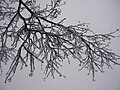English: Ice glaze on a tree in Fairfax, Virginia during the 2008 ice storm