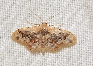 <i>Idaea gemmata</i> species of insect