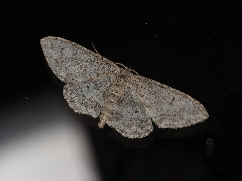 File:Idaea seriata (44792110332).jpg