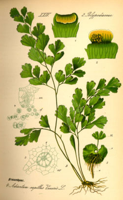 Juusadiantum Adiantum capillus-veneris. Illustratsioon Otto Wilhelm Thomé raamatust "Flora von Deutschland, Österreich und der Schweiz..." (1885), Gera, Saksamaa