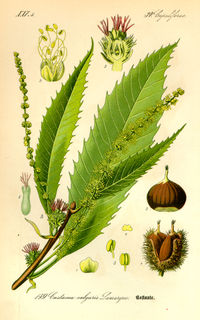 Illustration_Castanea_sativa0.jpg