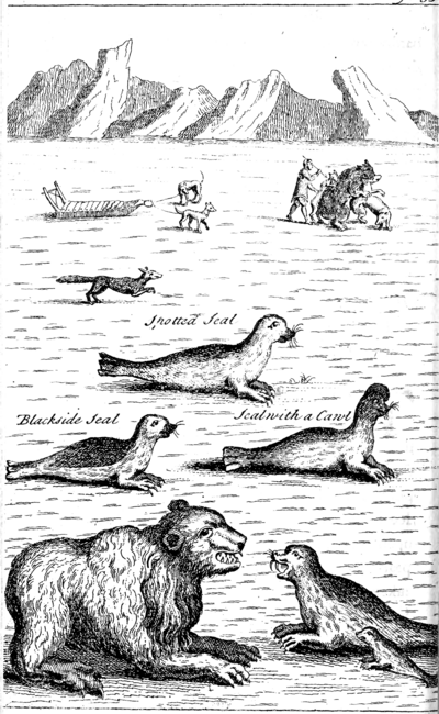 Illustration of native Greenland seals and other animals, 1745.