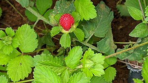 Indian Wild Strawberry.jpg