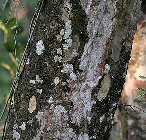 Indian gooseberry (Phyllanthus emblica syn Emblica officinalis) trunk at Jayanti, Duars, West Bengal W Picture 041.jpg