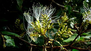 Inga thibaudiana DC.  ssp.  thibaudiana (6301681997) .jpg