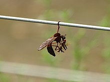 Insecte autour du complexe Pendjari.jpg