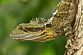 * Nomination Close-up of Eastern Water Dragon (Intellagama lesueurii) taken in Roma Street Parklands, Brisbane. Queensland, Australia.Bald white guy 21:07, 1 May 2019 (UTC) * Promotion Good quality. --Moroder 02:09, 2 May 2019 (UTC)