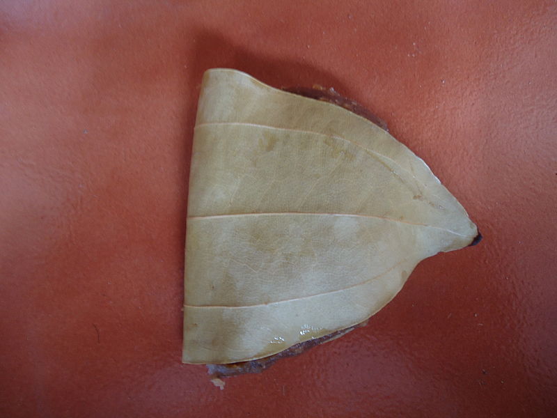 File:Jackfruit Ada on leaf of Vazhana.JPG