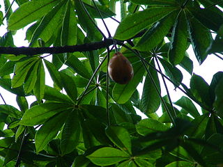 <i>Jacaratia</i> Genus of flowering plants