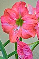 Jersey Lilly (Amaryllis belladonna).