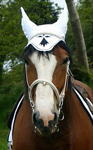 <span class="mw-page-title-main">Horses in Brittany</span> Equine culture in Britanny