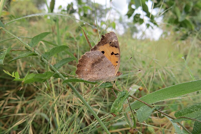 File:Junonia hierta Fabricius, 1798 – Yellow Pansy at Theni (27).jpg