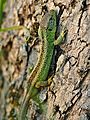 * Nomination Lacerta Agilis, Kühkopf, Germany --AlexanderKlink 22:01, 18 October 2022 (UTC) * Promotion  Support Good quality. --Drow male 04:15, 19 October 2022 (UTC)