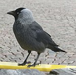 Another photo of the same jackdaw.