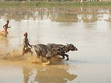 A water buffalo race at Vandar village, Udupi district, India Kambala, he-buffalo race at Vandar village, Udupi Dist., Kar. India.jpg