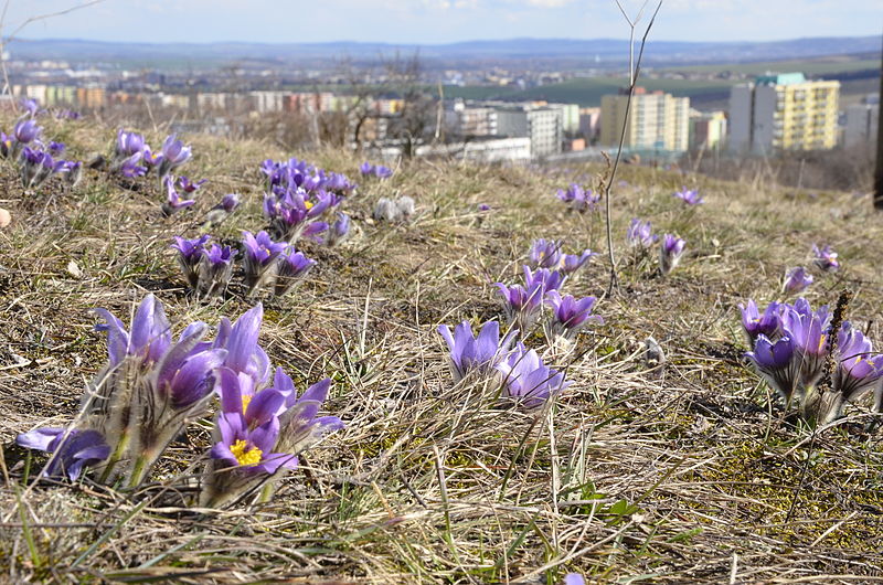 Kamenny vrch s konikleci - pohled na Brno.jpg