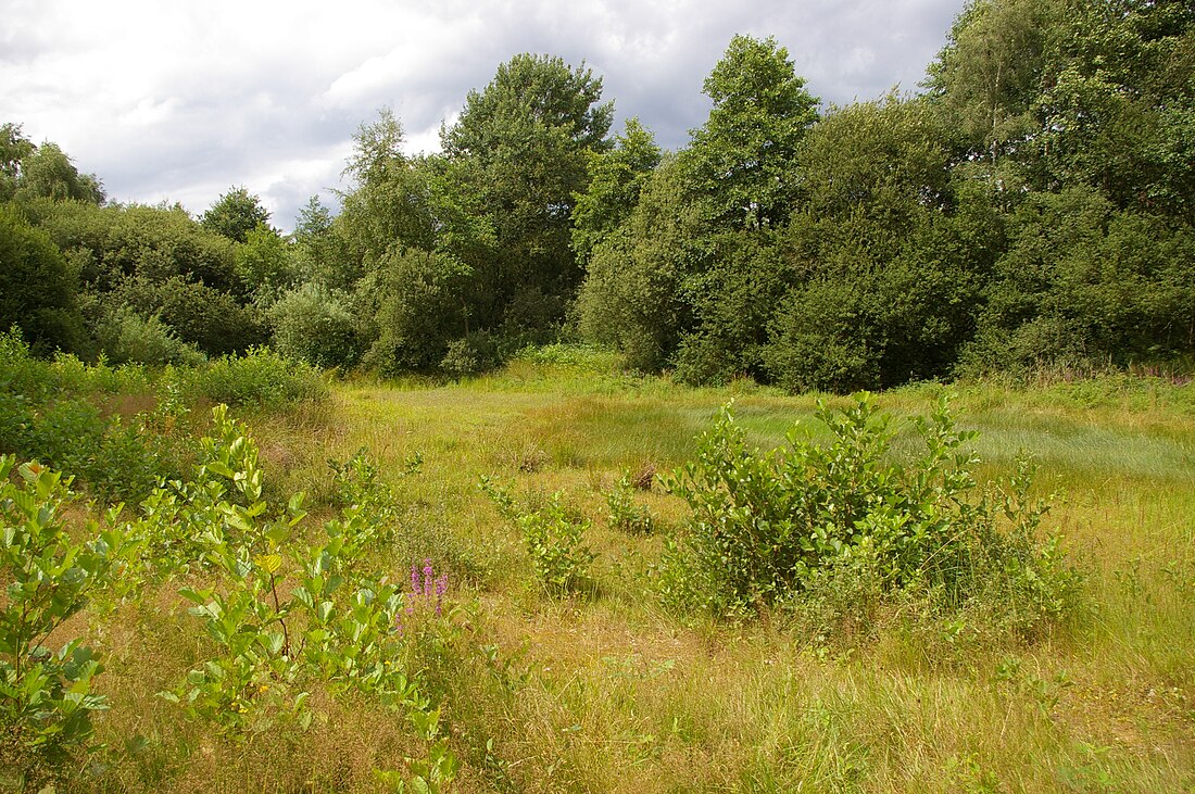 Kammmolch-Biotop bei Bassum