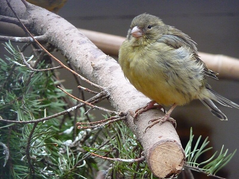 File:Kanarienvogel grün.JPG