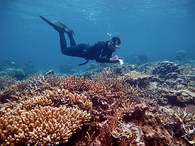 Karimunjawa shallow reef