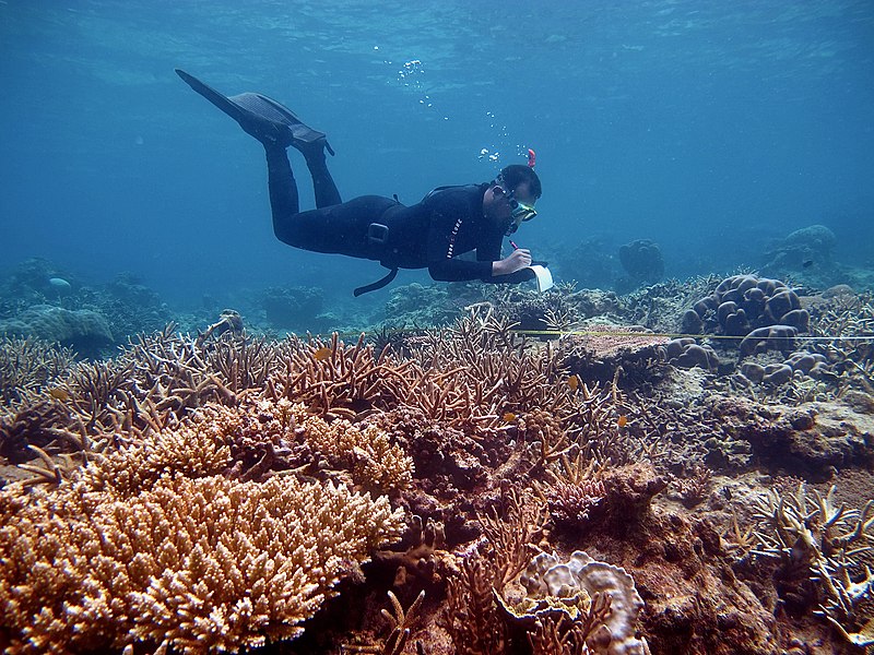 File:Karimunjawa shallow reef.jpg