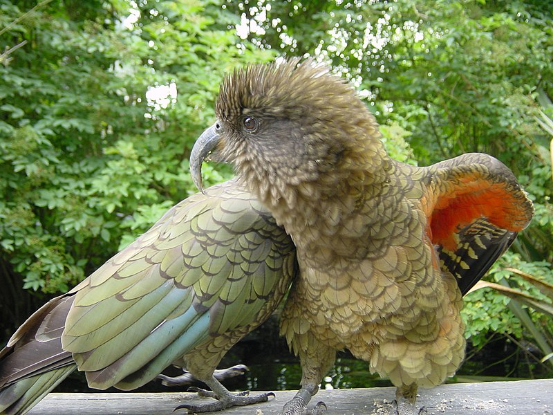 File:Kea (Nestor notabilis) -two preening-6.jpg